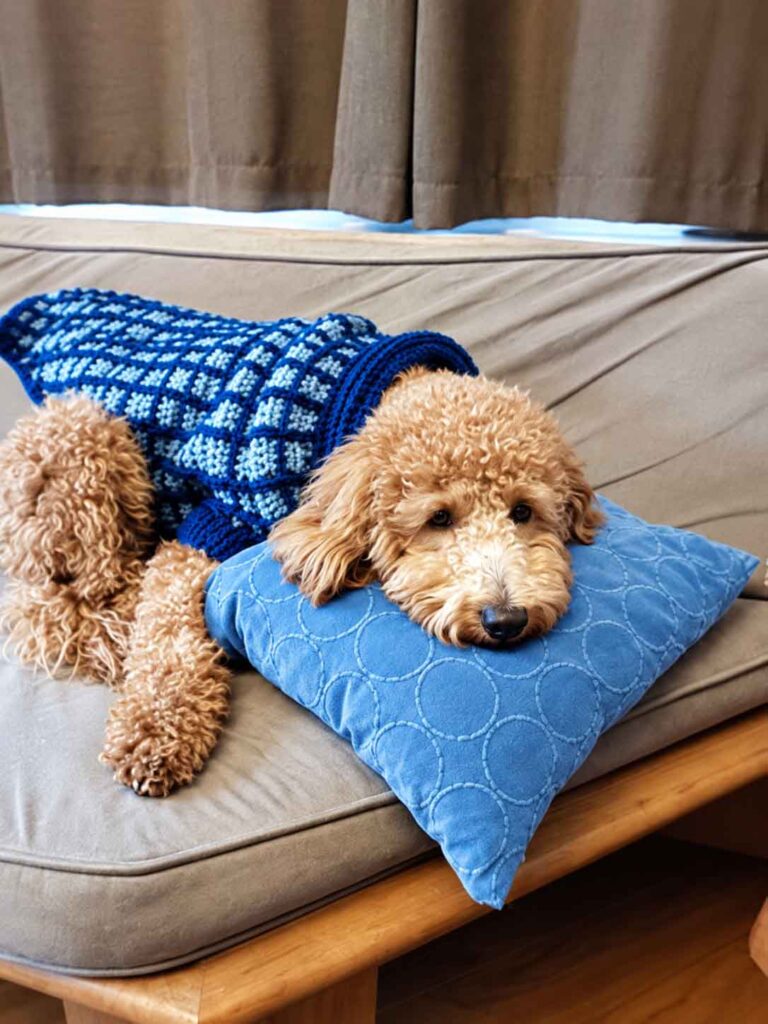 Dog Sweaters